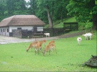 v ZOO