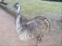 v ZOO