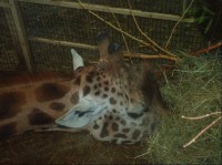 v ZOO