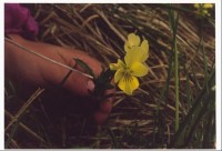Violka žlutá sudetská - Viola lutea sudetica: U nás roste v Krkonoších, na Králickém Sněžníku, v Hrubém Jeseníku a v Beskydech.