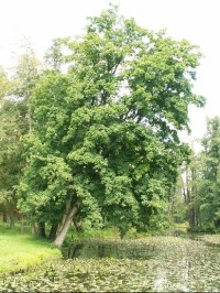 Zámecký park