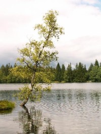 Kladská