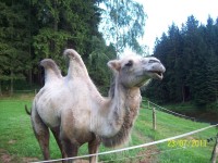Velbloud