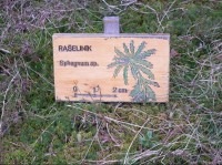Rašeliník