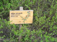Bříza trpasličí