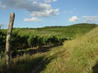 Vinice v okolí Mikulova: Mikulov je centrem Mikulovské vinařské podoblasti. V okolí města je síť cyklostezek, které procházejí vinicemi a míjejí spousty vinných sklepů, z nichž lze mnohé navštívit. Tanzberg Bavory, Mikrosvín v Dolních Dunajovicích ne