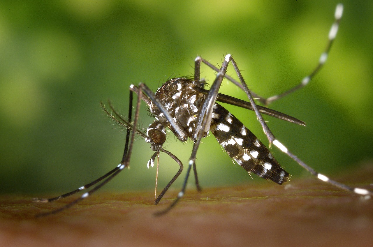 Komár písklavý, fotka od Elias z Pixabay